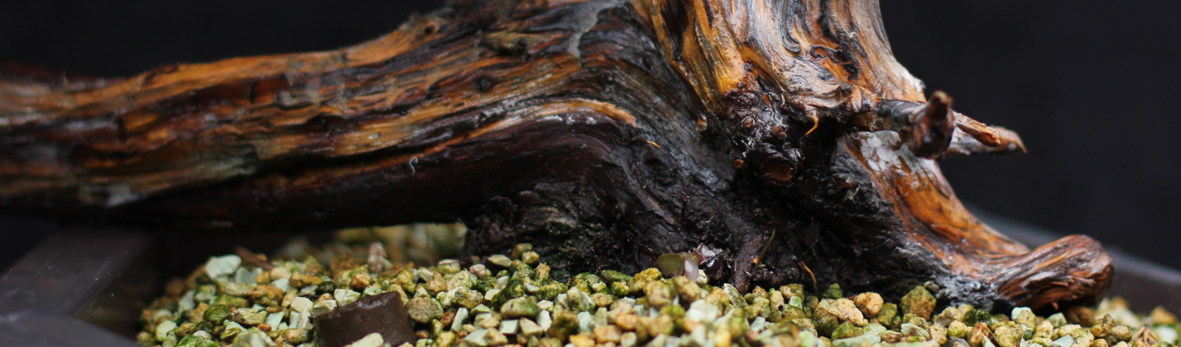 Orenda Bonsai Studio