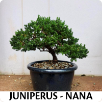 Orenda Bonsai Studio