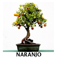 Orenda Bonsai Studio